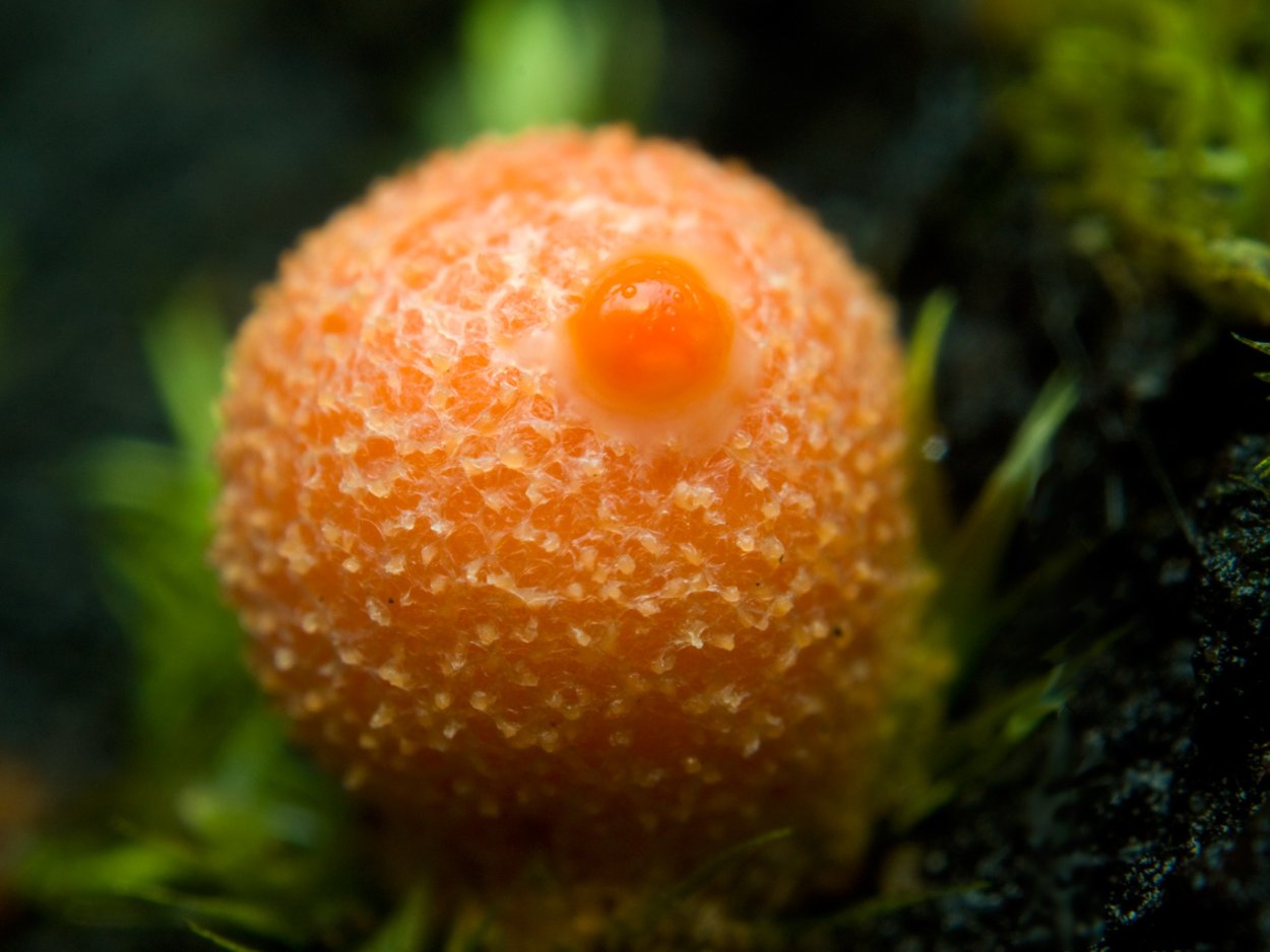 Ликогала древесинная