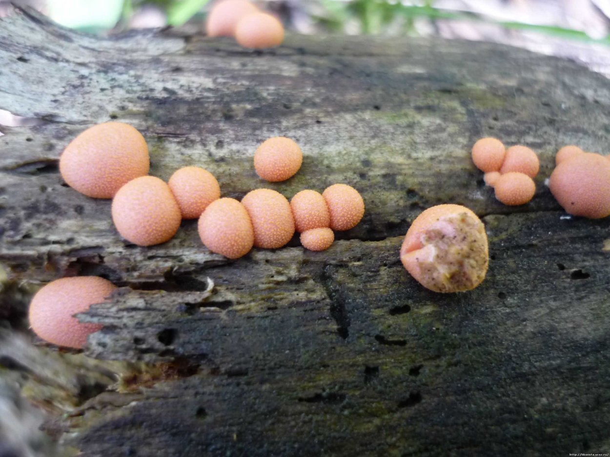 Слизевик Ликогала древесинная