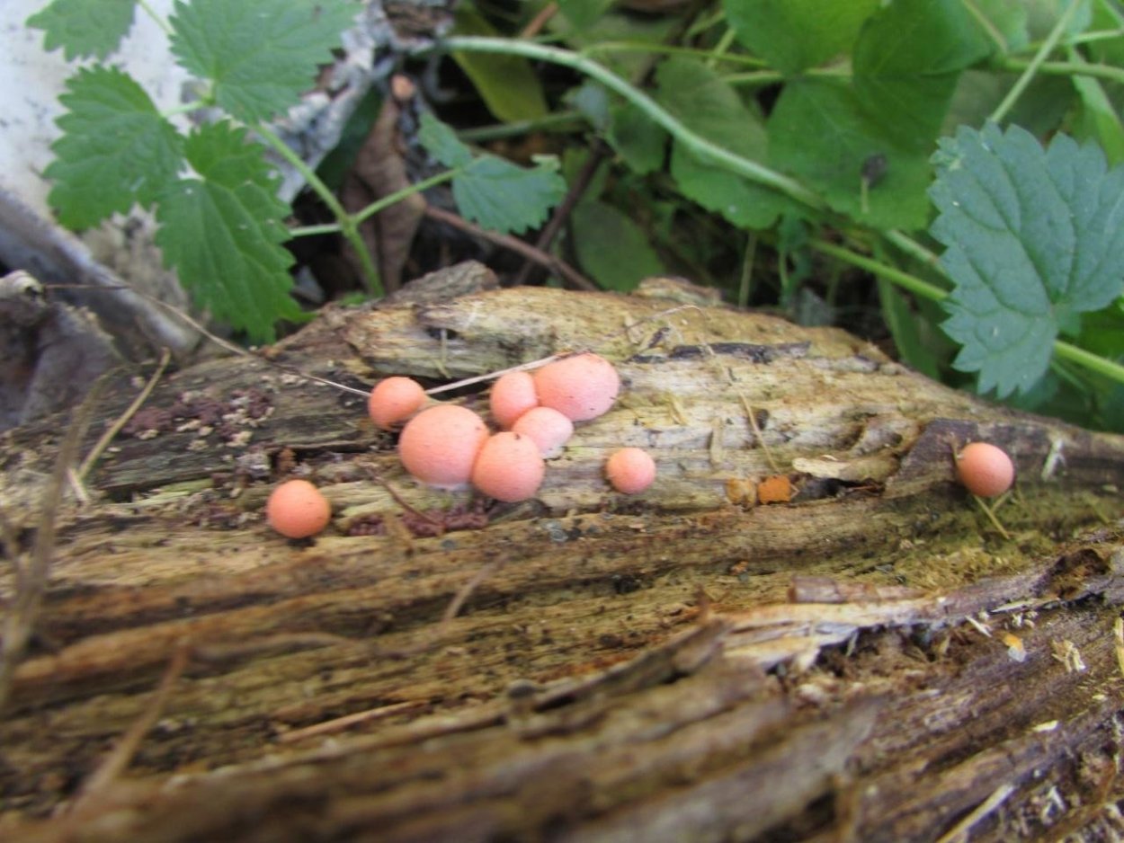 Lycogala Epidendrum слизевик