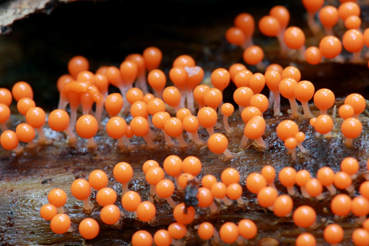 Ликогала древесинная Lycogala Epidendrum