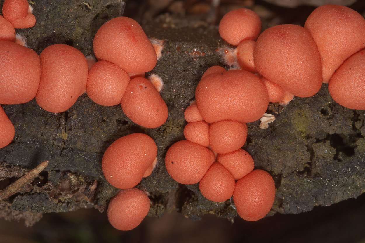 Ликогала древесинная