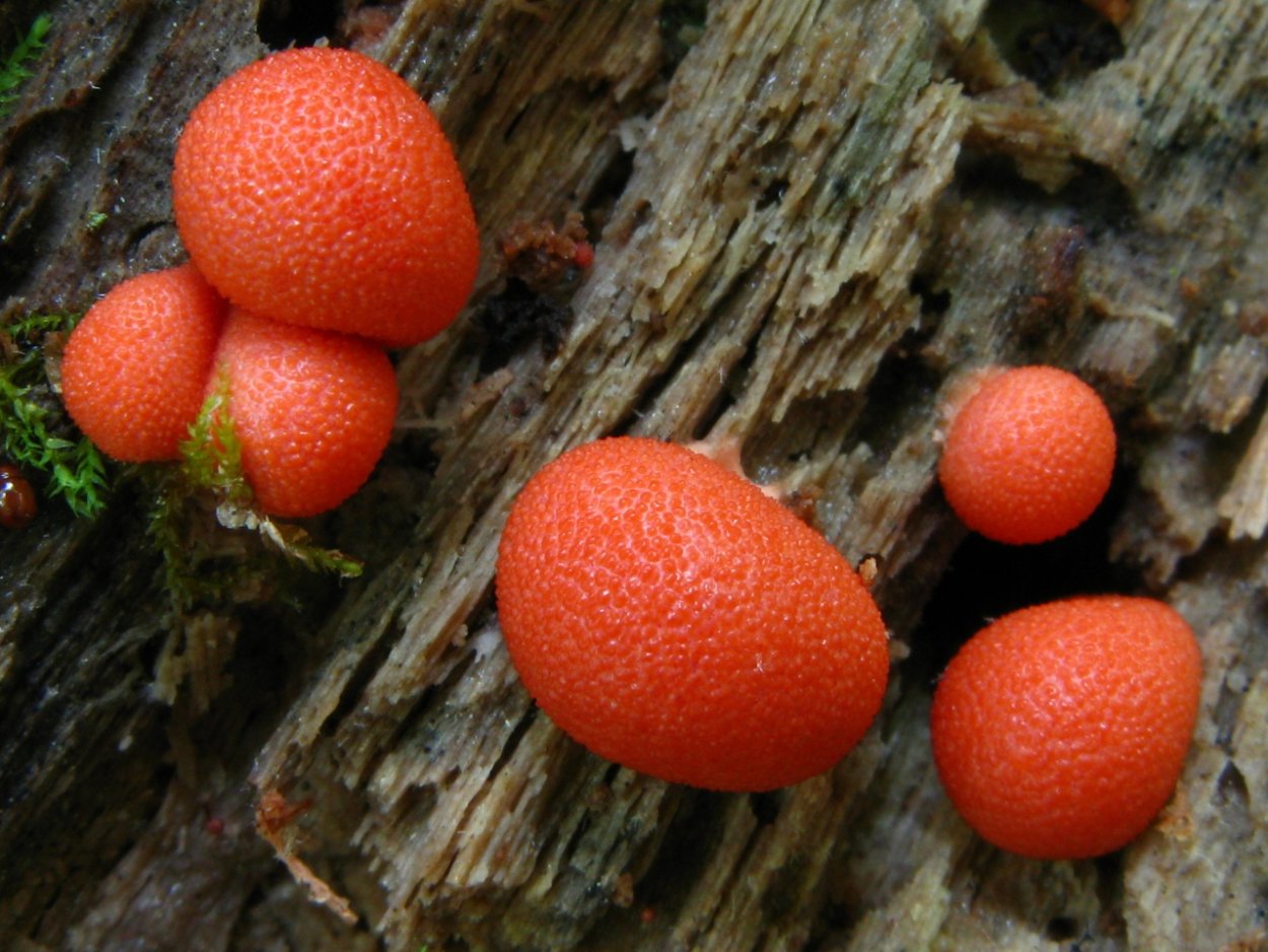 Волчье молоко гриб