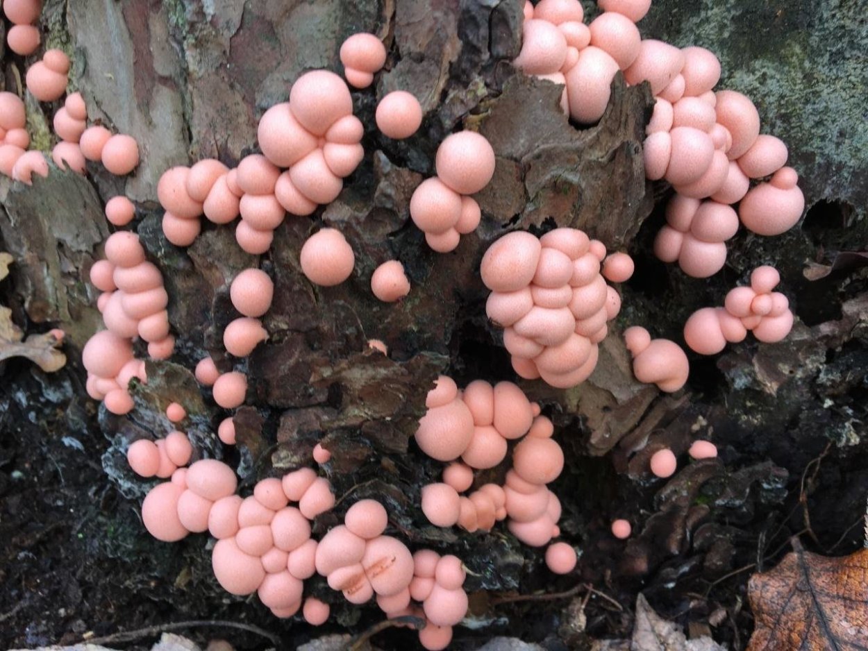 Ликогала древесинная