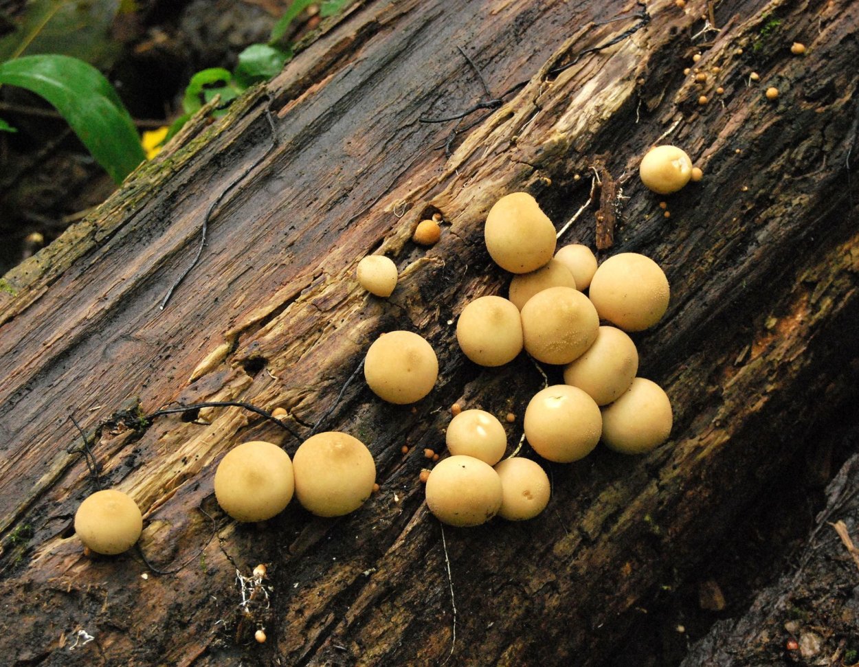 Слизевик Ликогала древесинная