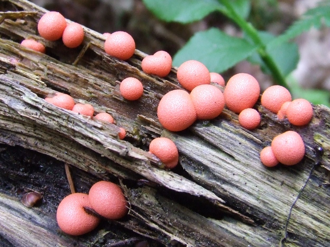 Мухоморы слизни