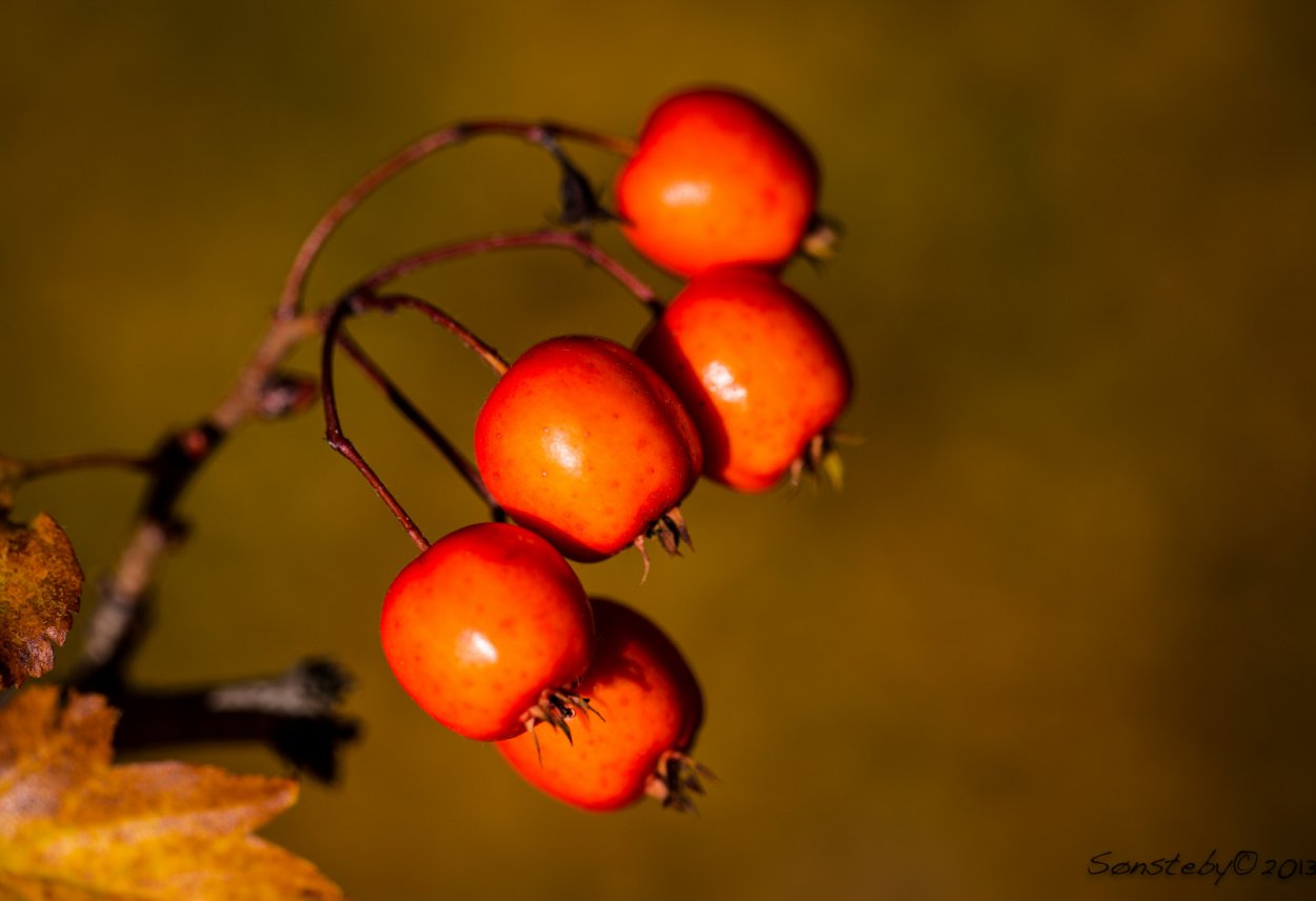 Красные и оранжевые ягоды