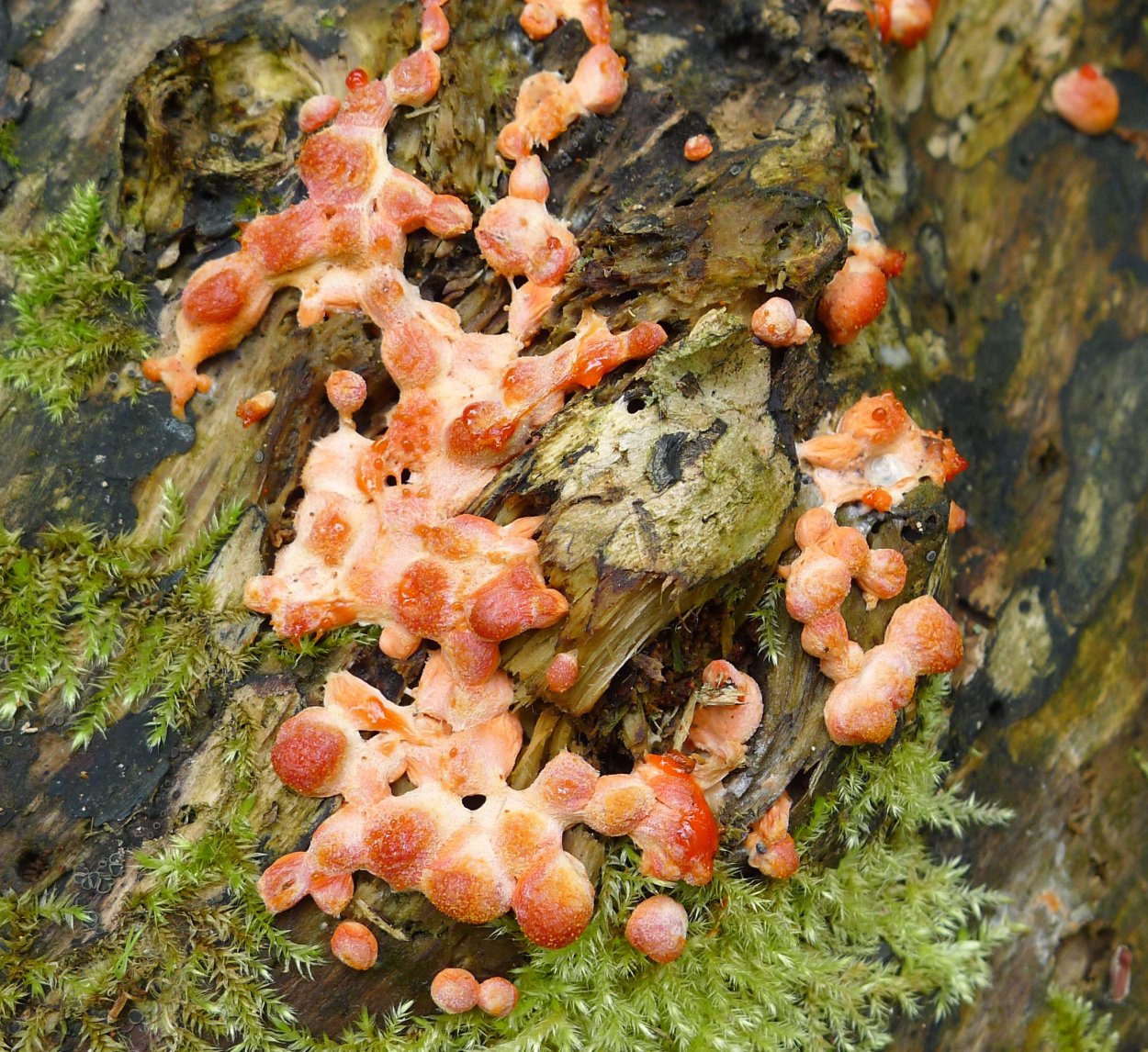 Ликогала древесинная плазмодий