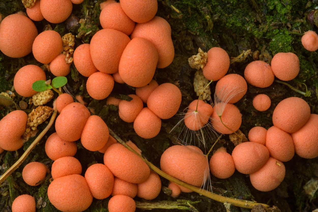 Ликогала древесинная жизненный цикл