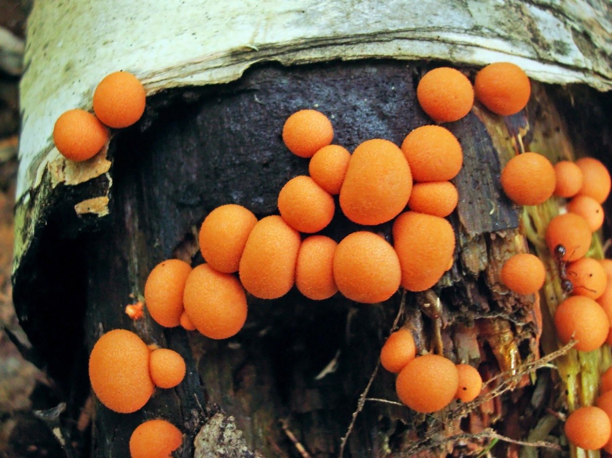 Ликогала древесинная Lycogala Epidendrum