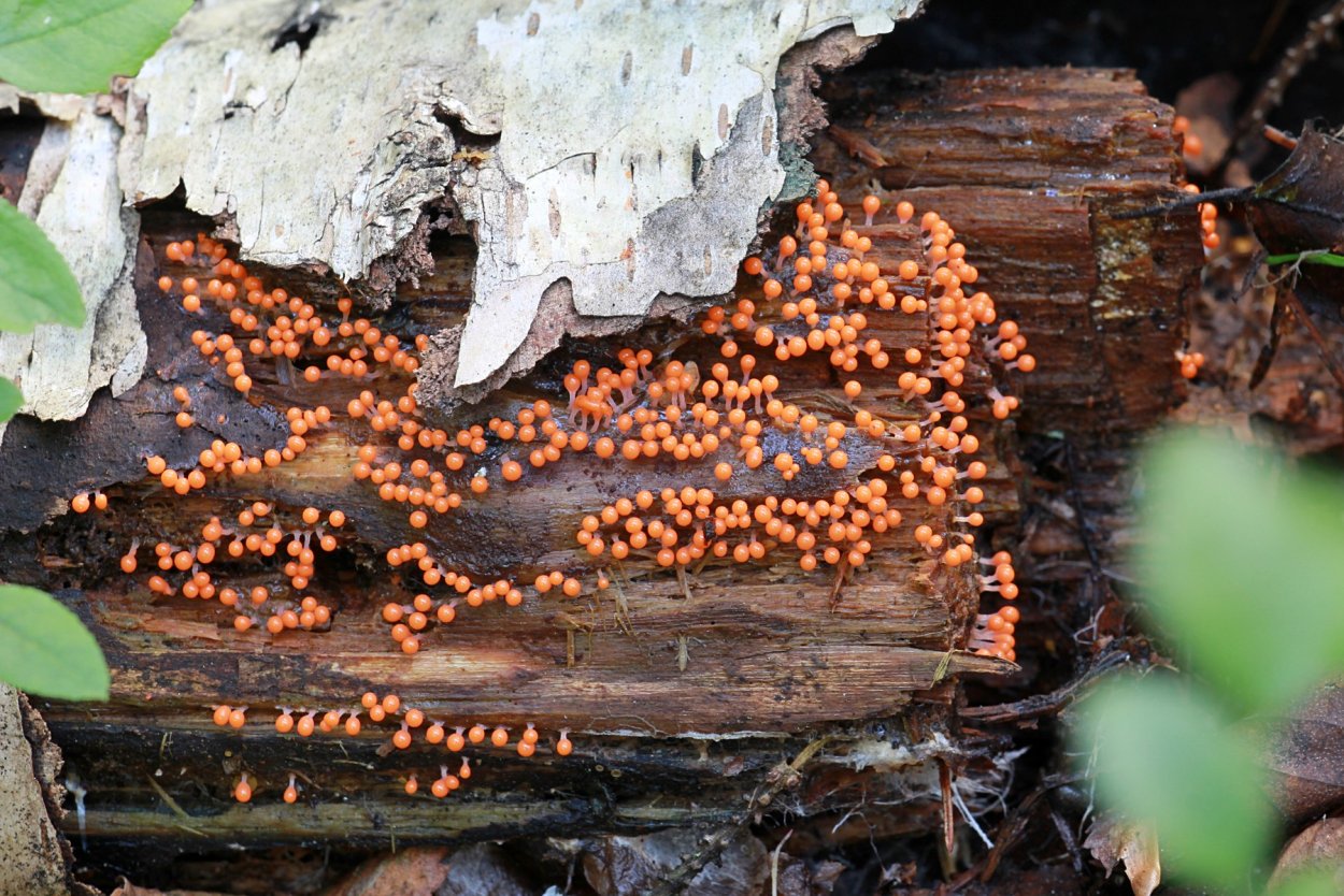 Ликогала древесинная Lycogala Epidendrum