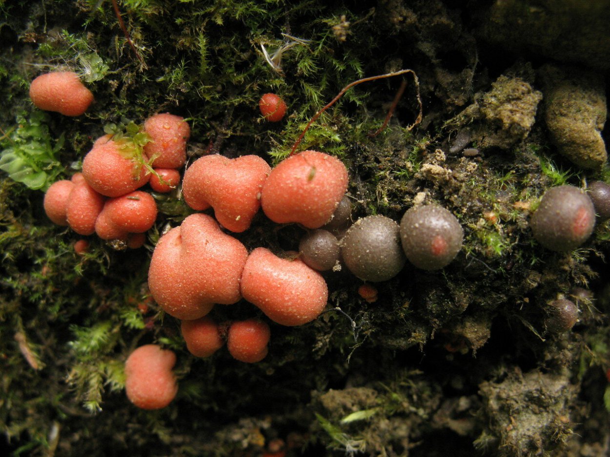 Lycogala Epidendrum