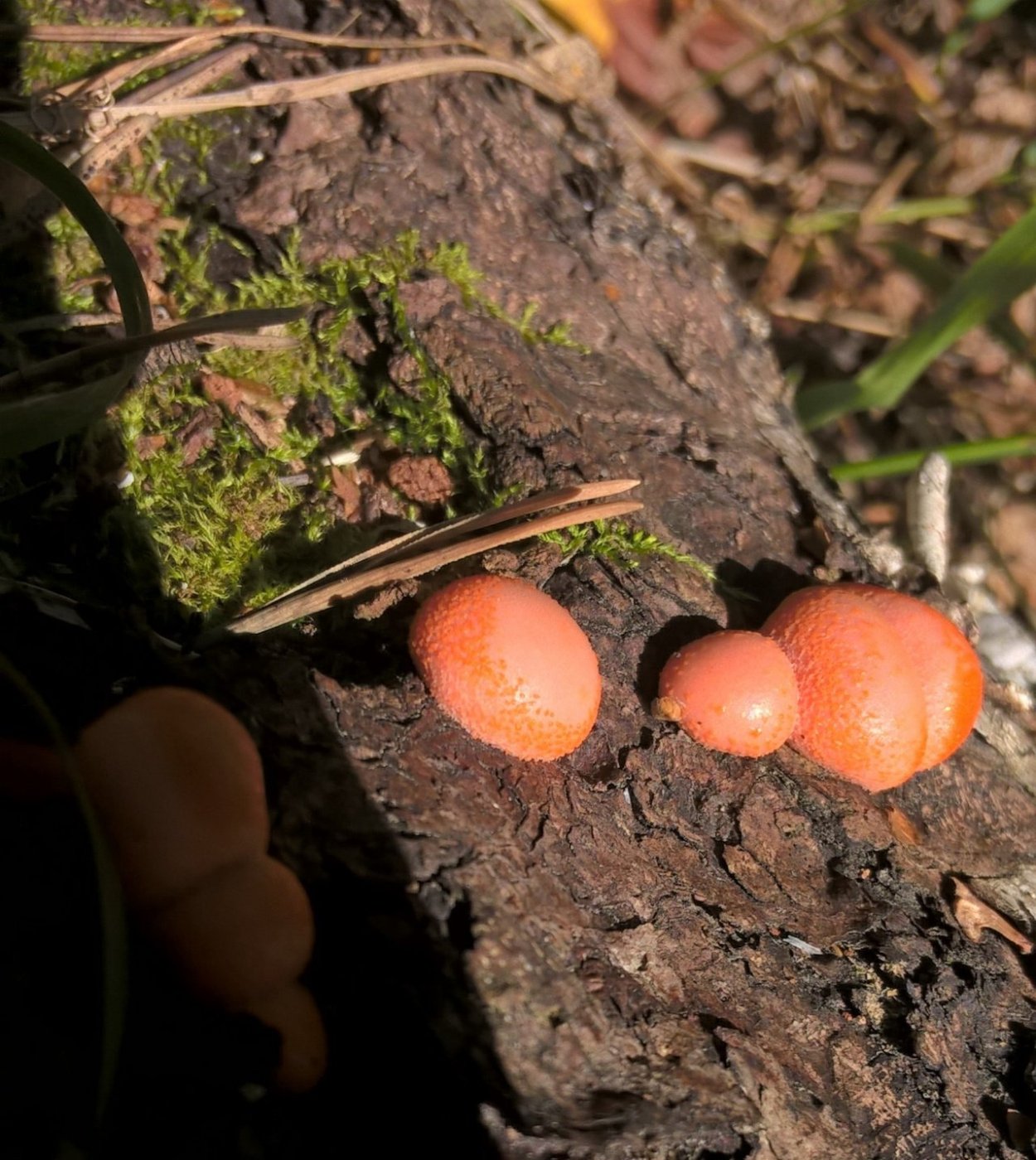 Ликогала древесинная плазмодий