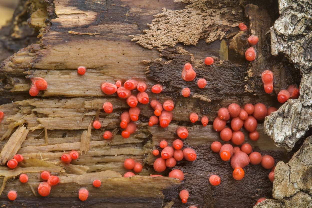 Ликогала древесинная