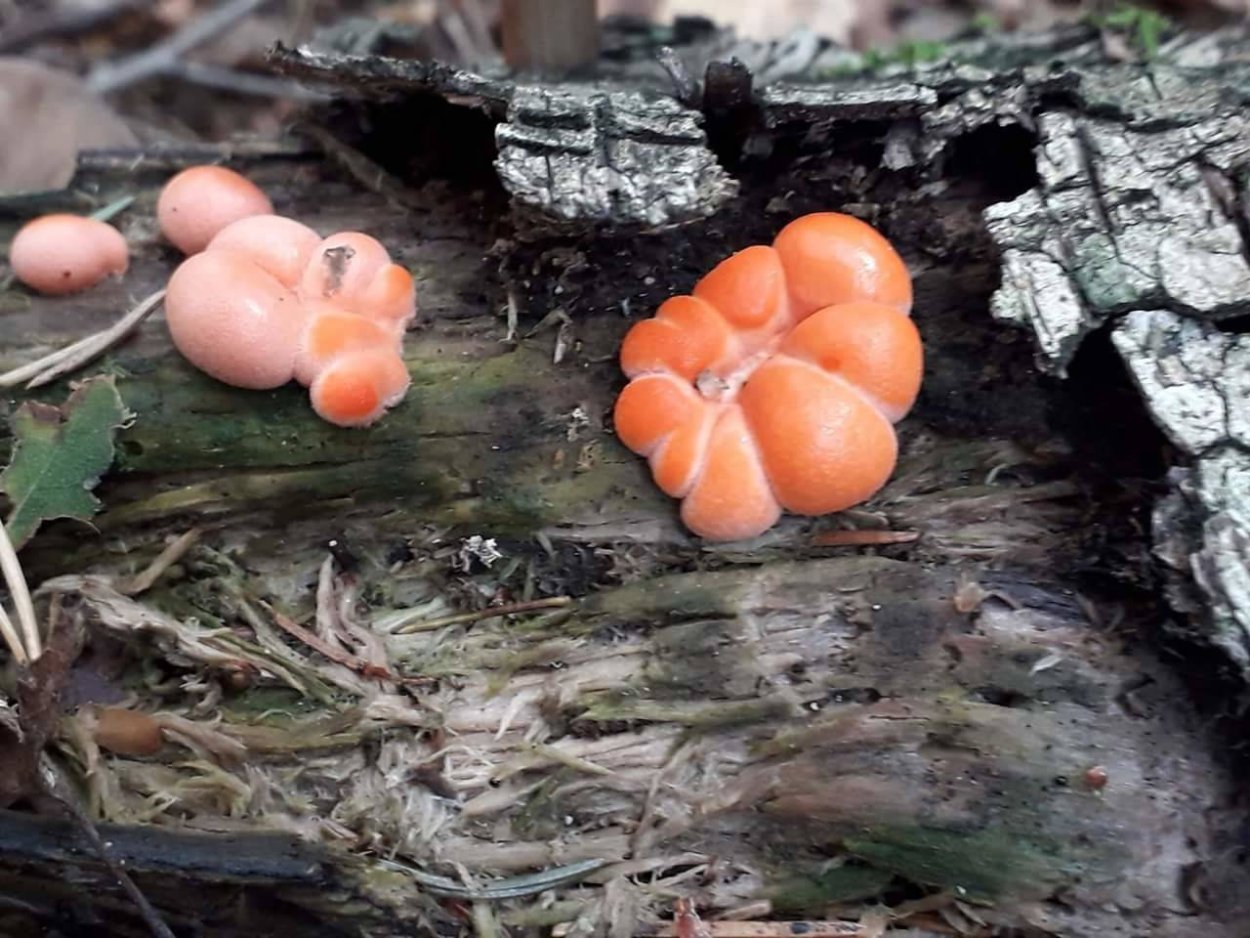 Слизевик Ликогала древесинная