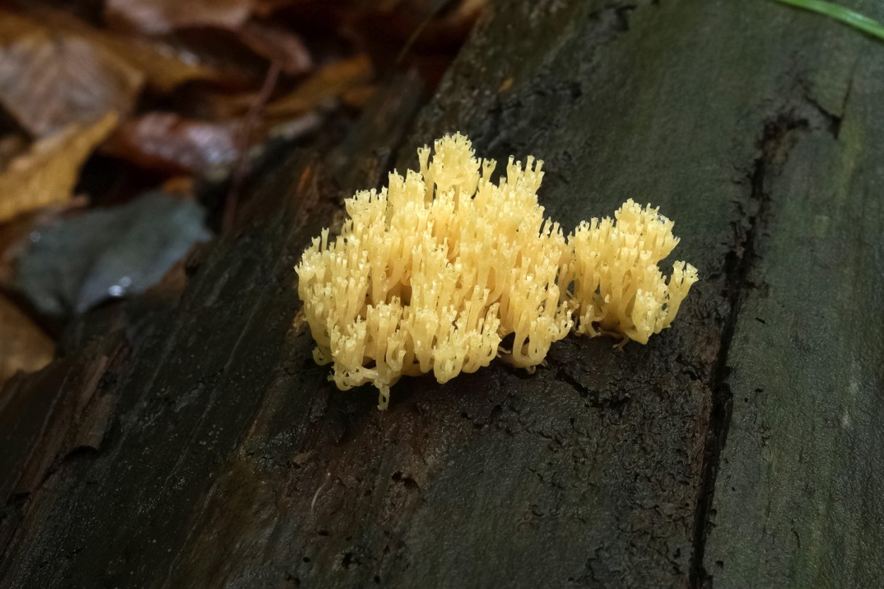 Миксомицет слизевик