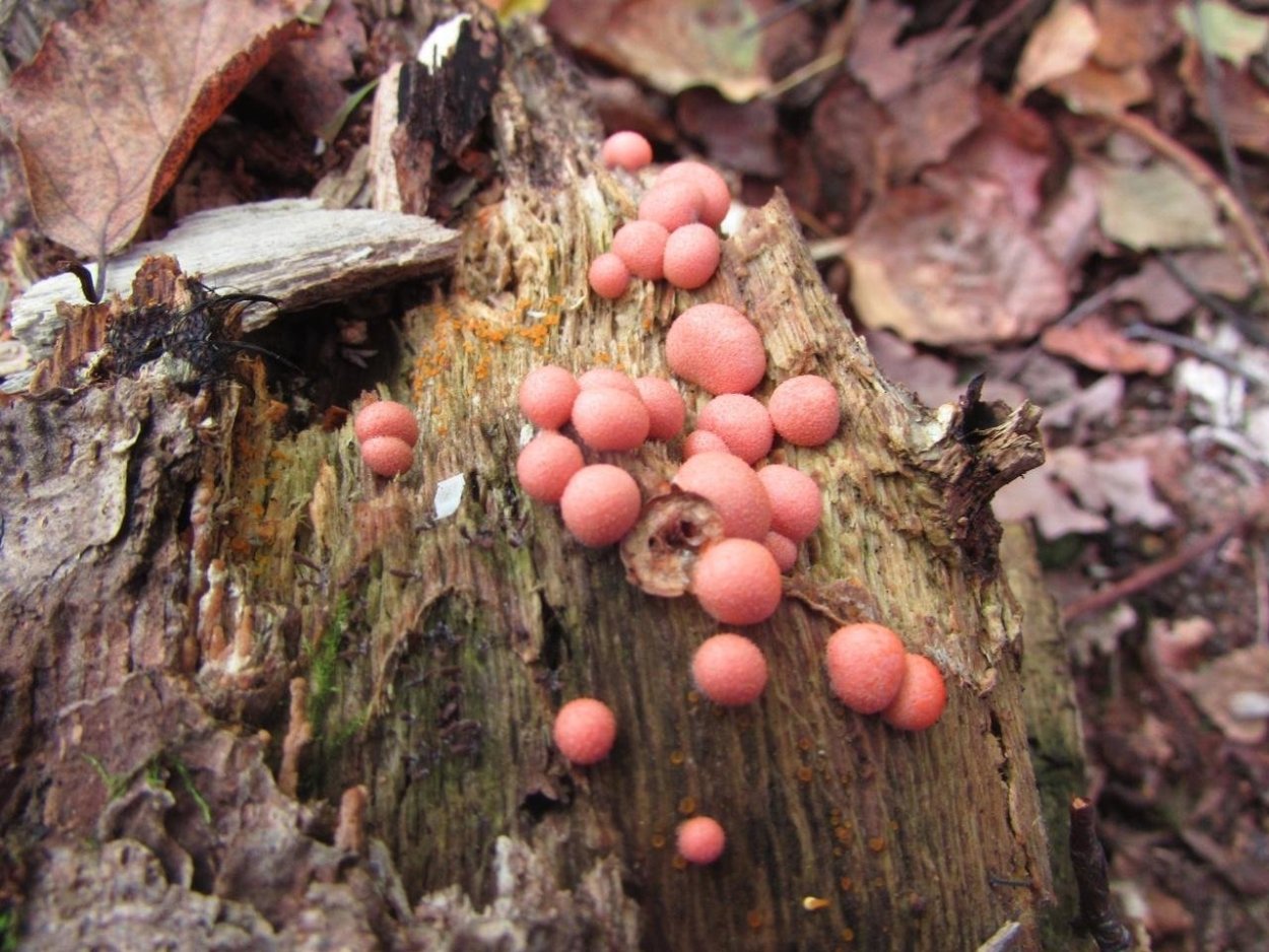 Слизевик Ликогала