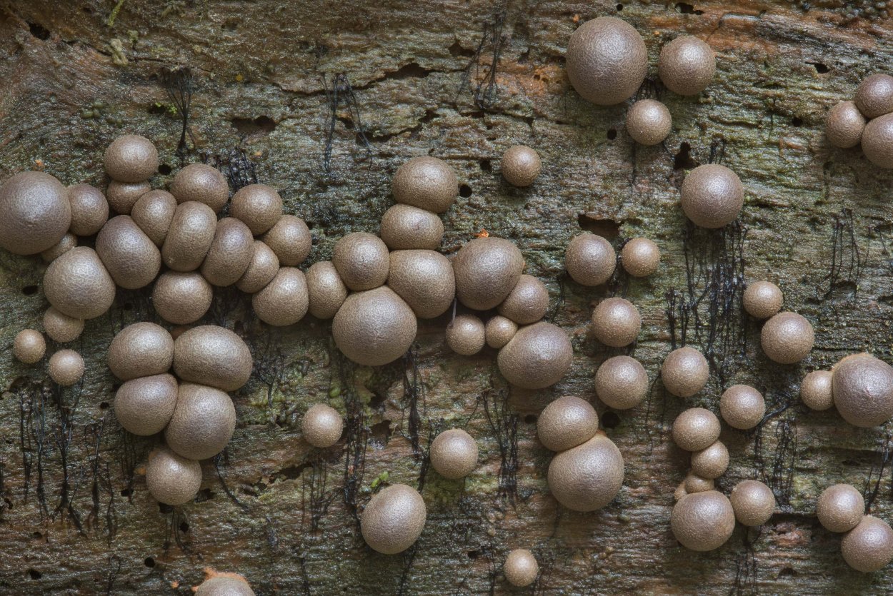 Гриб слизевик Ликогала