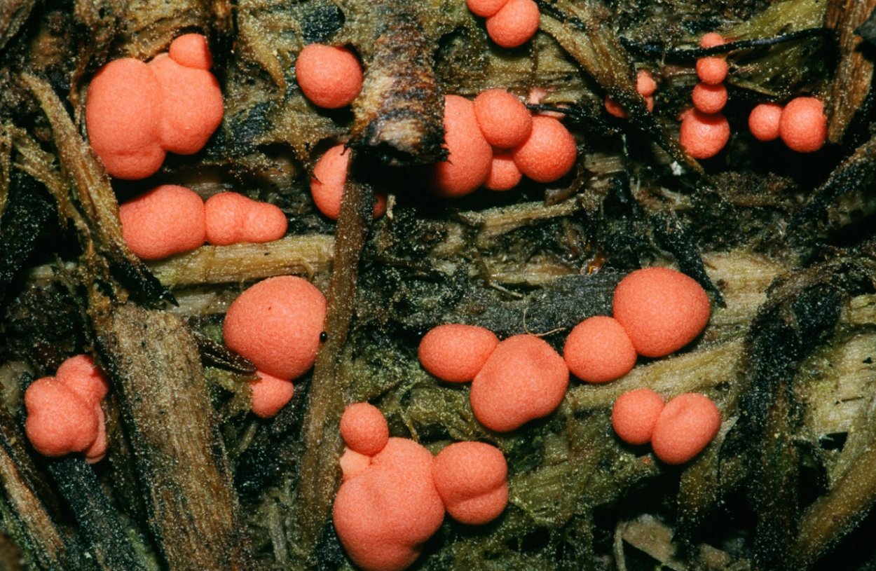 Lycogala Epidendrum споры