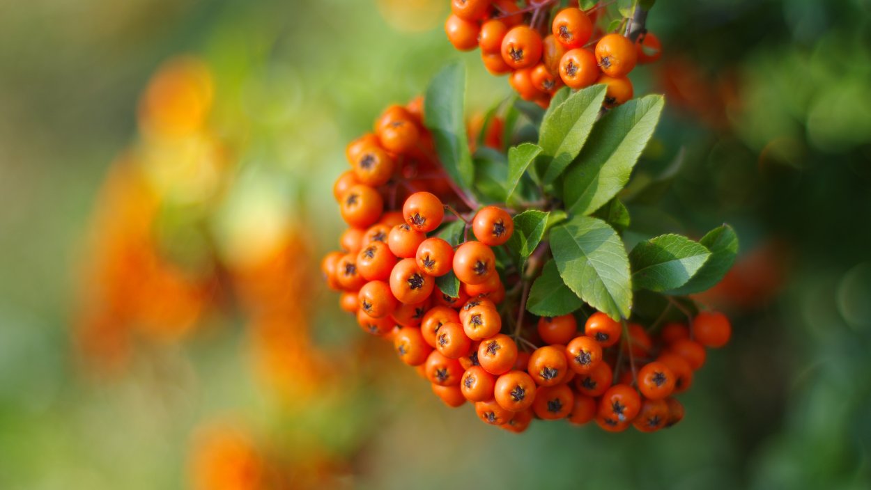 Пираканта оранжевая осенняя