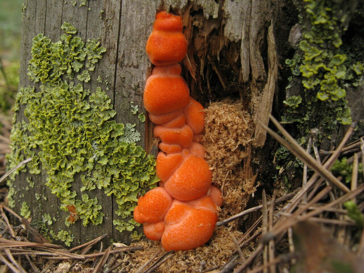 Слизевик Ликогала древесинная