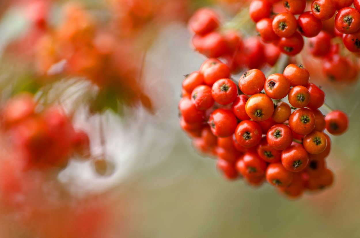 Обои на рабочий стол осень рябина