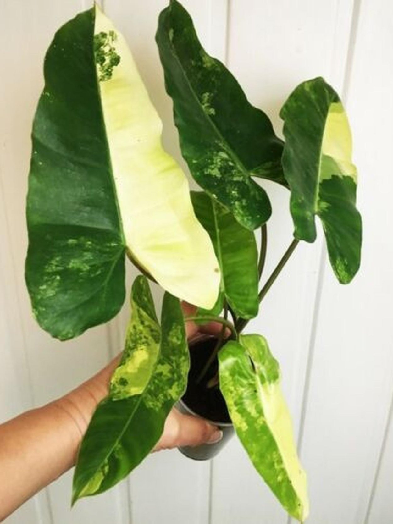 Филодендрон goeldii variegated