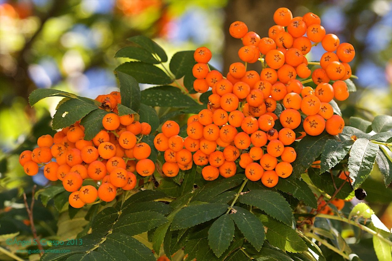 Рябина обыкновенная Саншайн