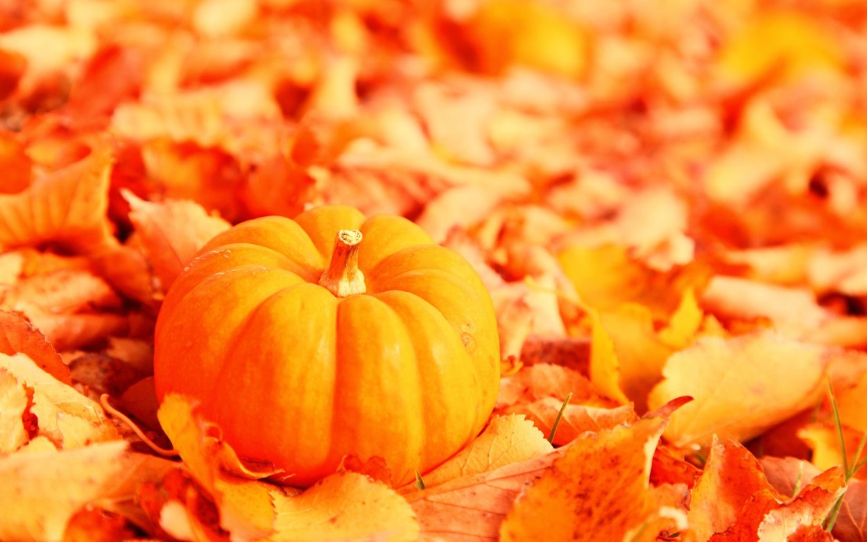 Оранжевый цвет