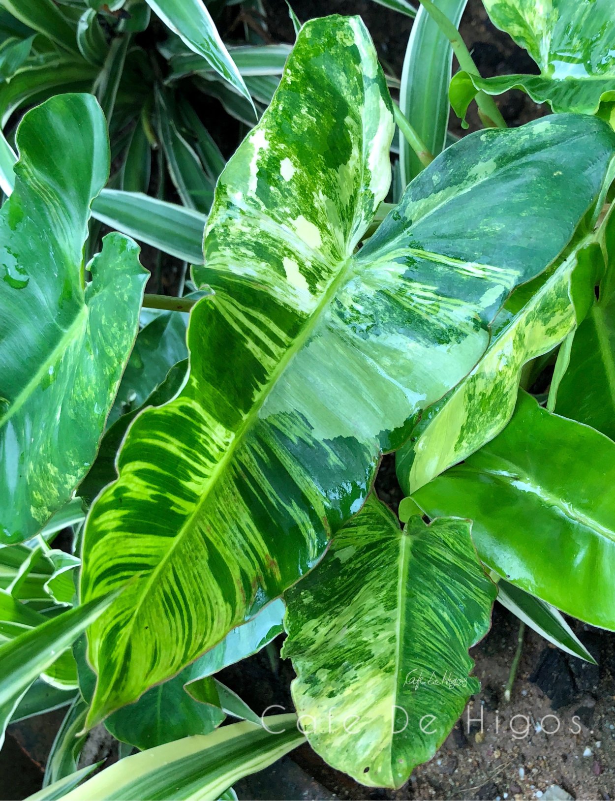 Филодендрон Виолин