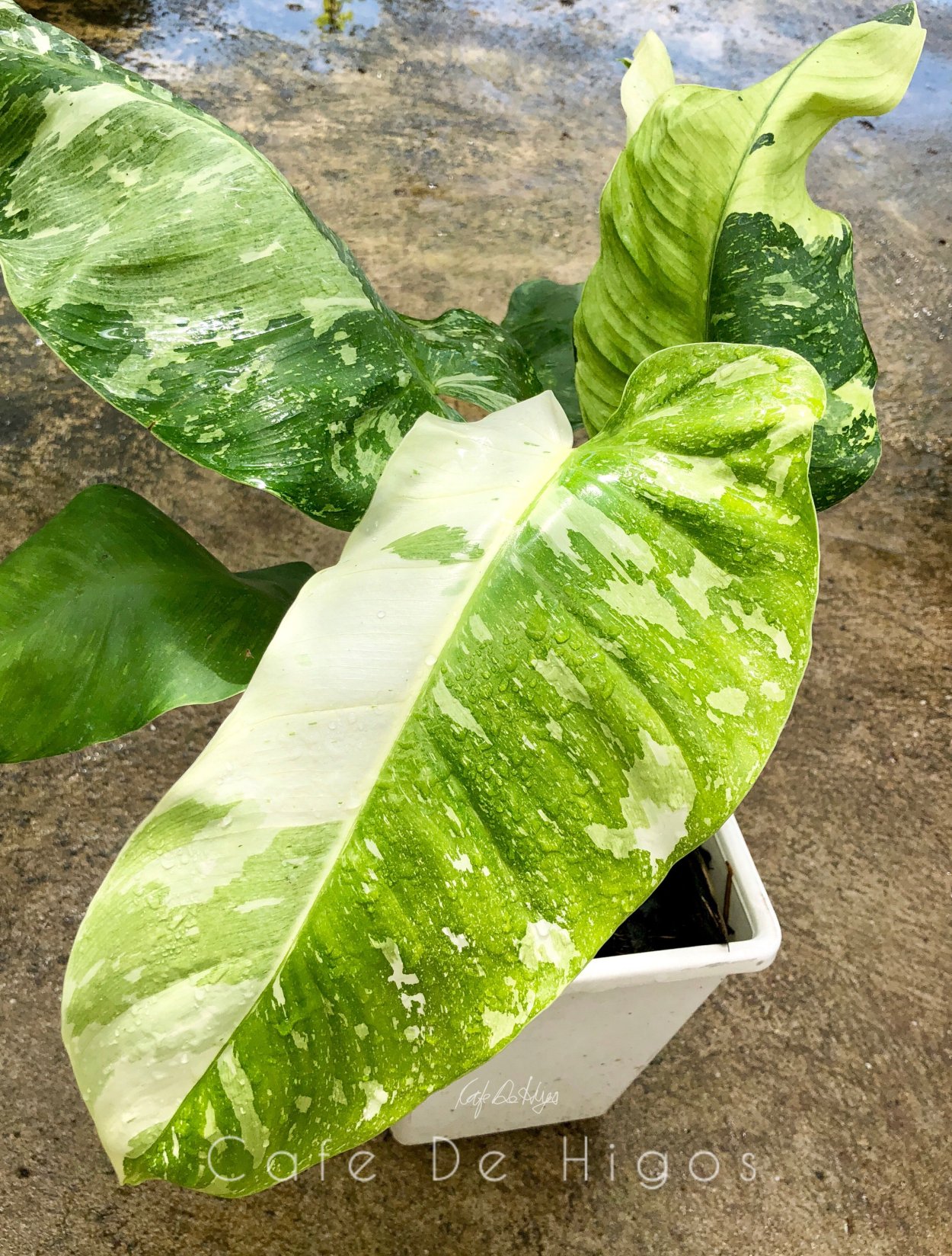 Филодендрон giganteum