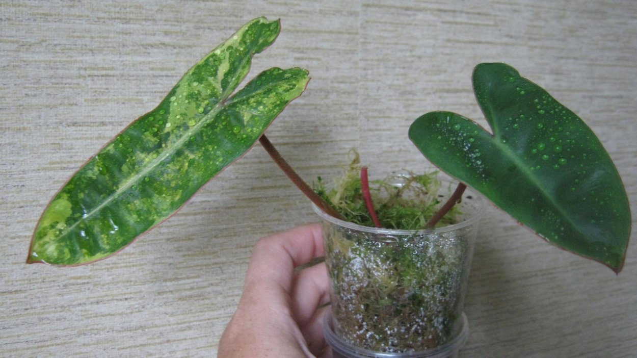 Филодендрон т31