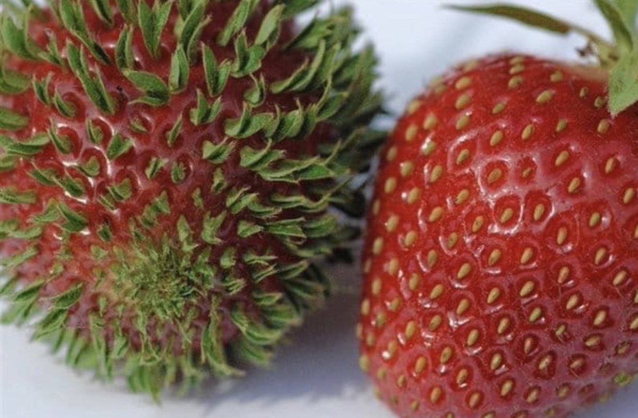 Семена клубники