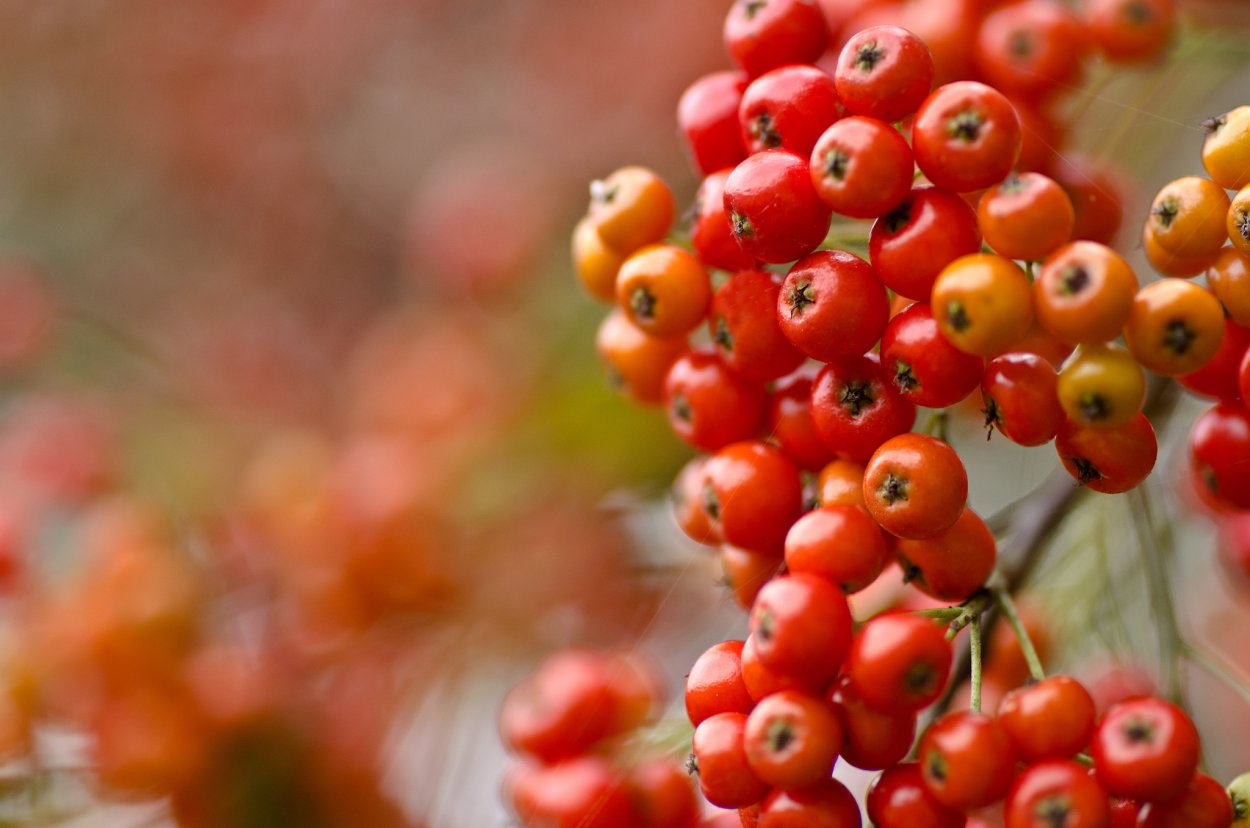 Осенняя рябина