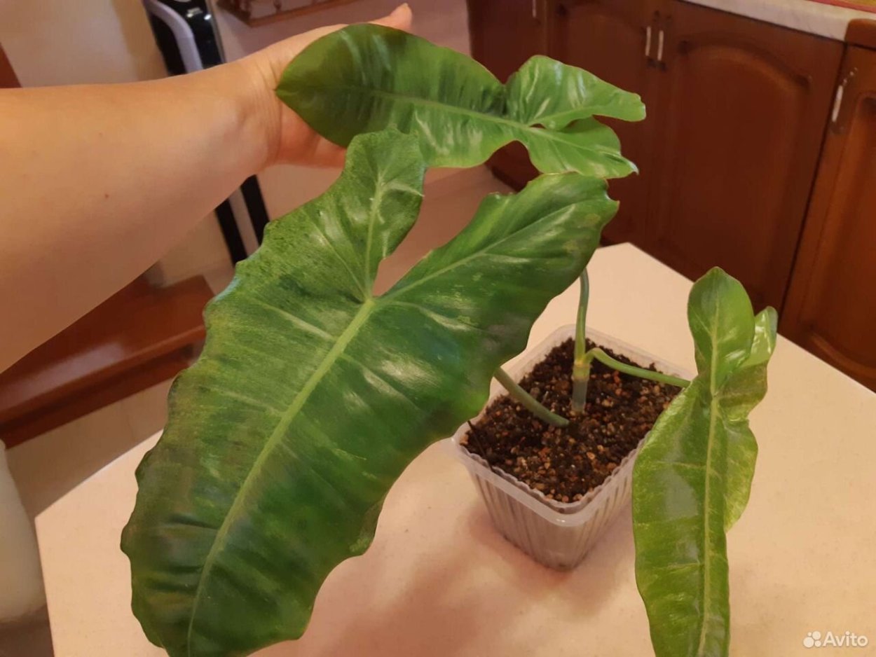 Филодендрон Империал Рид