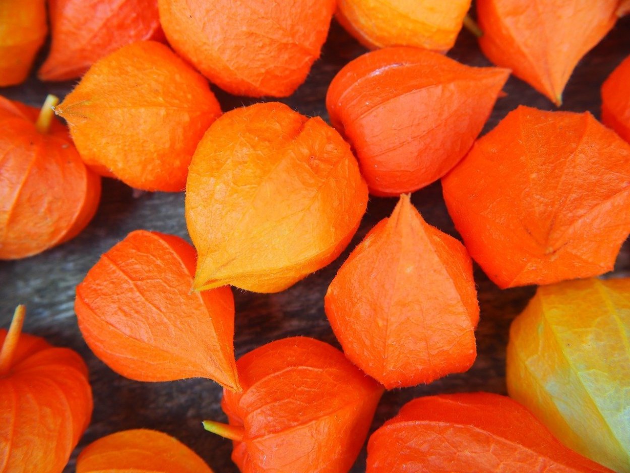 Оранжевые вещи