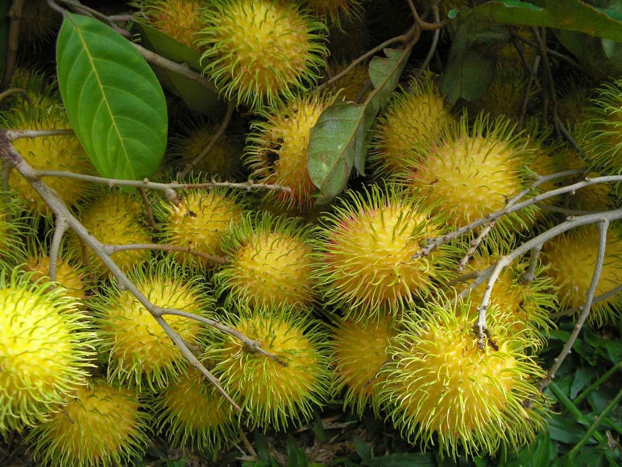 Рамбутан растение