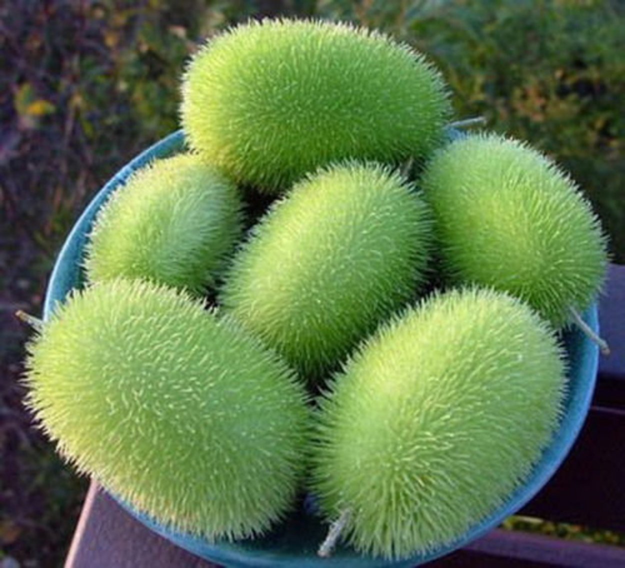 Огурец ВОРСЯНКОВЫЙ мохнатый Шмель