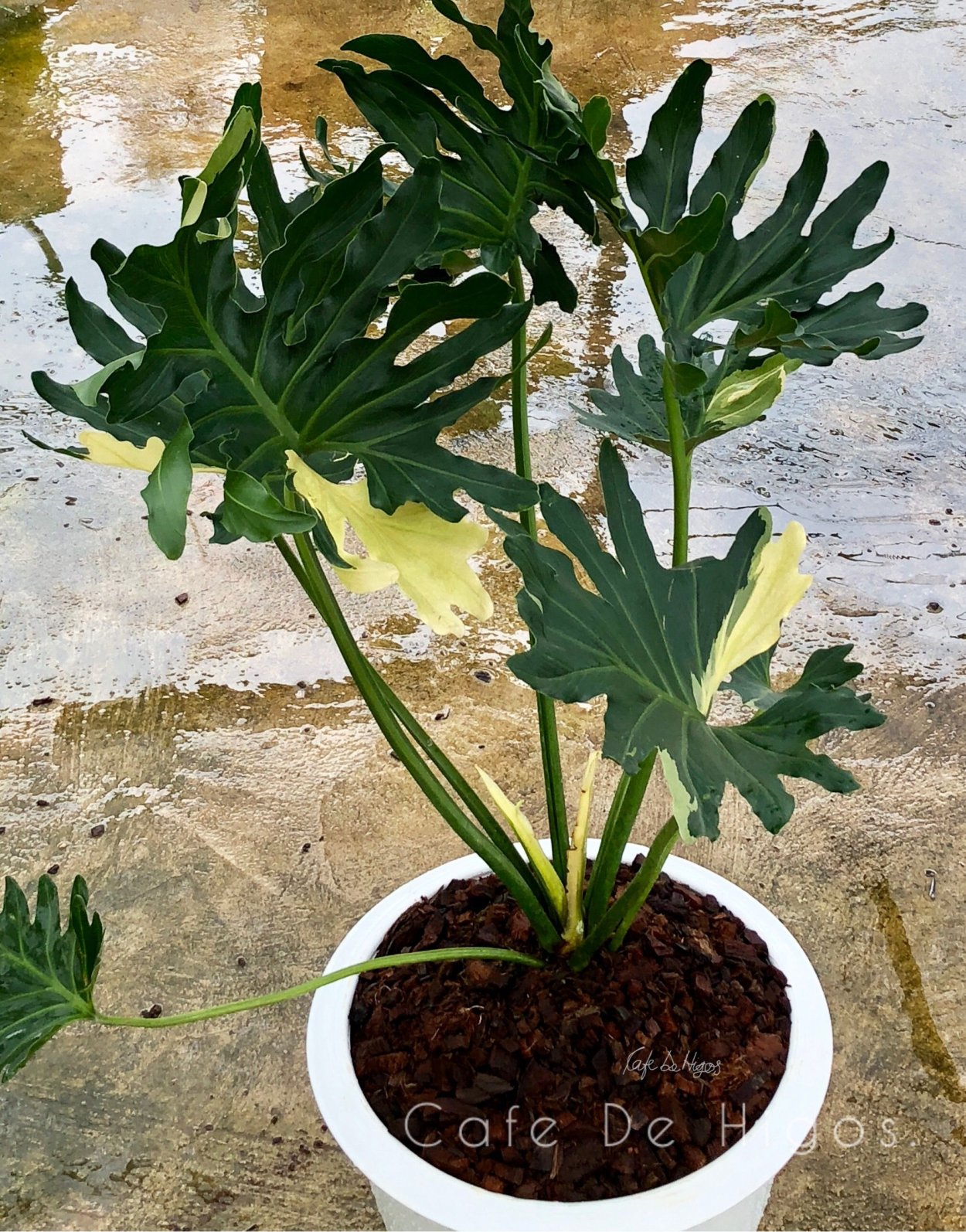 Эпипремнум giant Golden Pothos