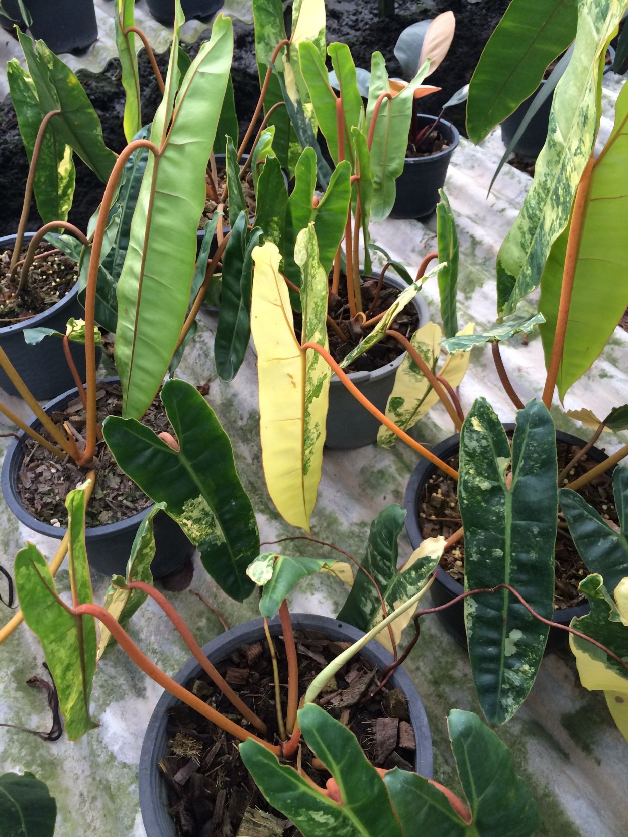 Филодендрон Бурле Маркс Вариегата