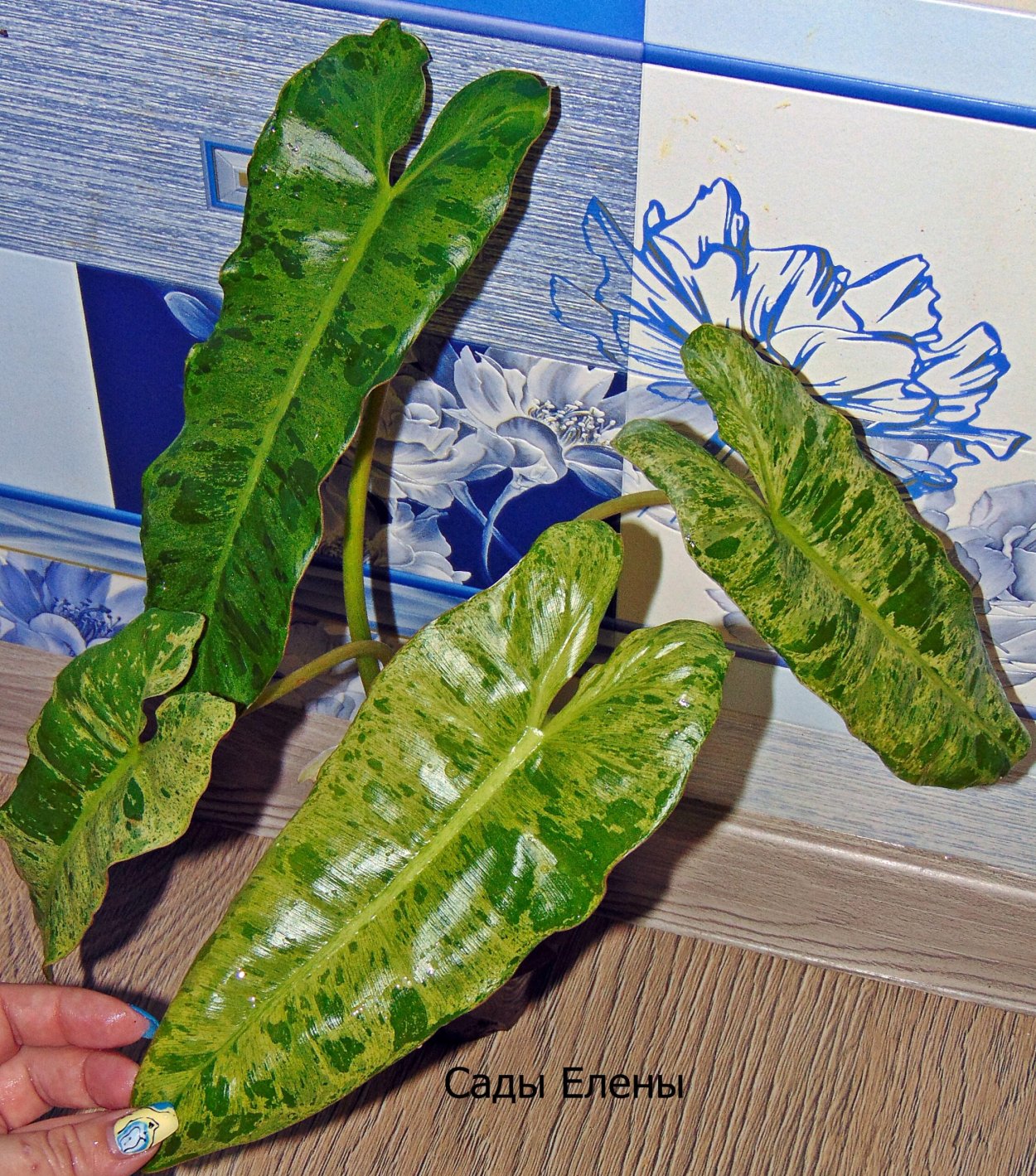 Филодендрон Red Emerald variegata