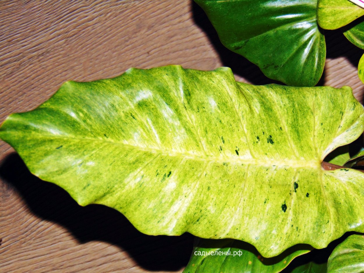 Филодендрон вариегатный
