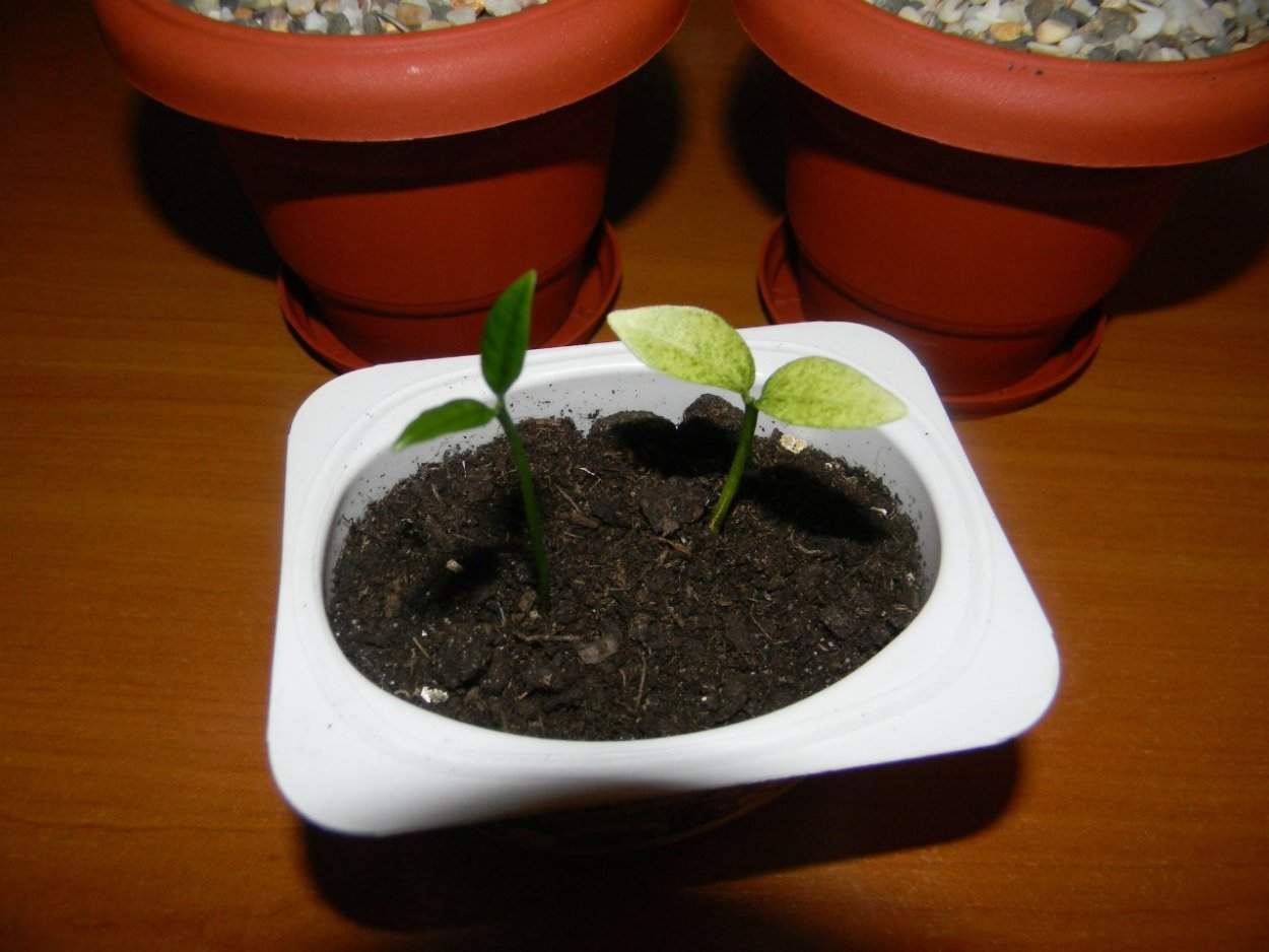 Кумкват Росток