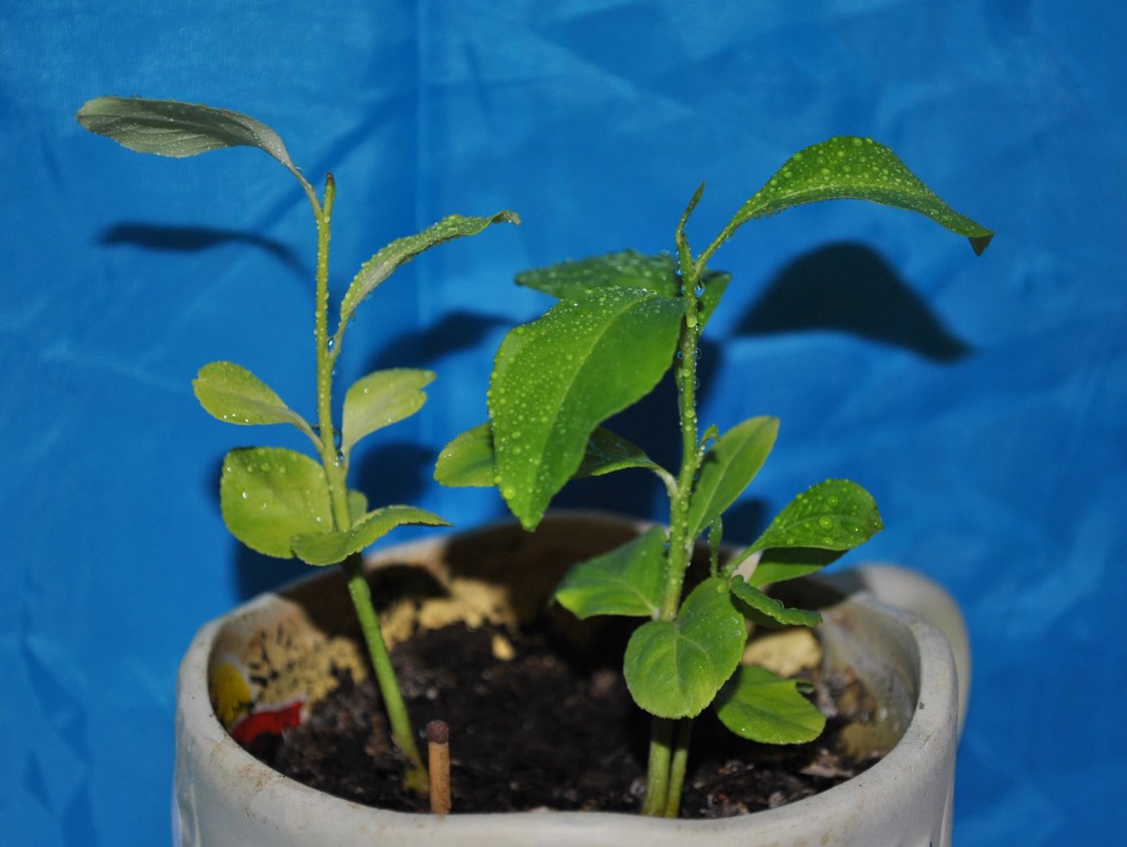 Мандариновое дерево Росток