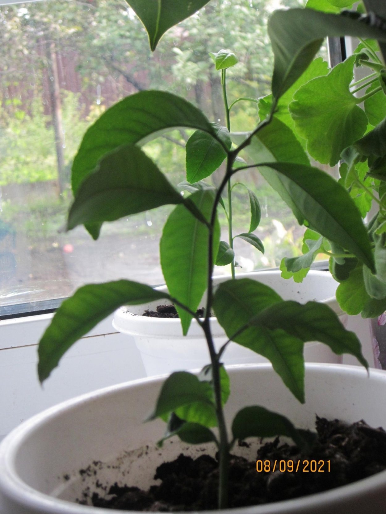 Росток Росток апельсина