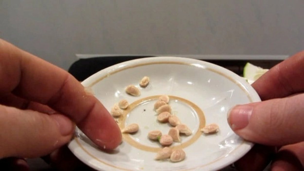 Росток авокадо из косточки