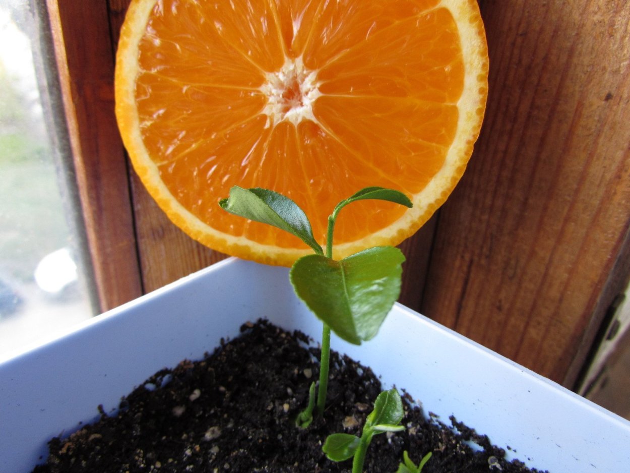 Красный апельсин из косточки