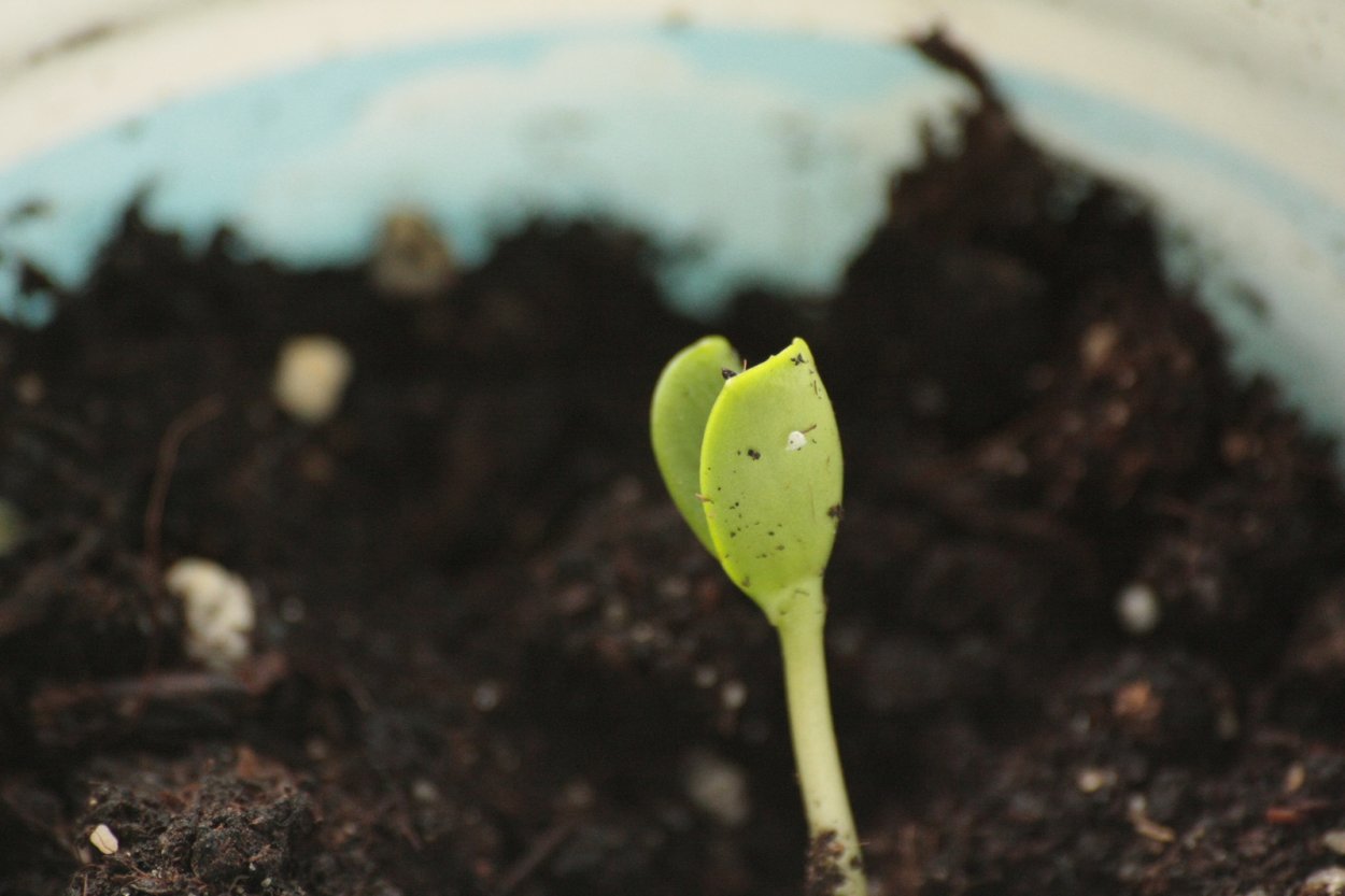 Росток яблока из косточки