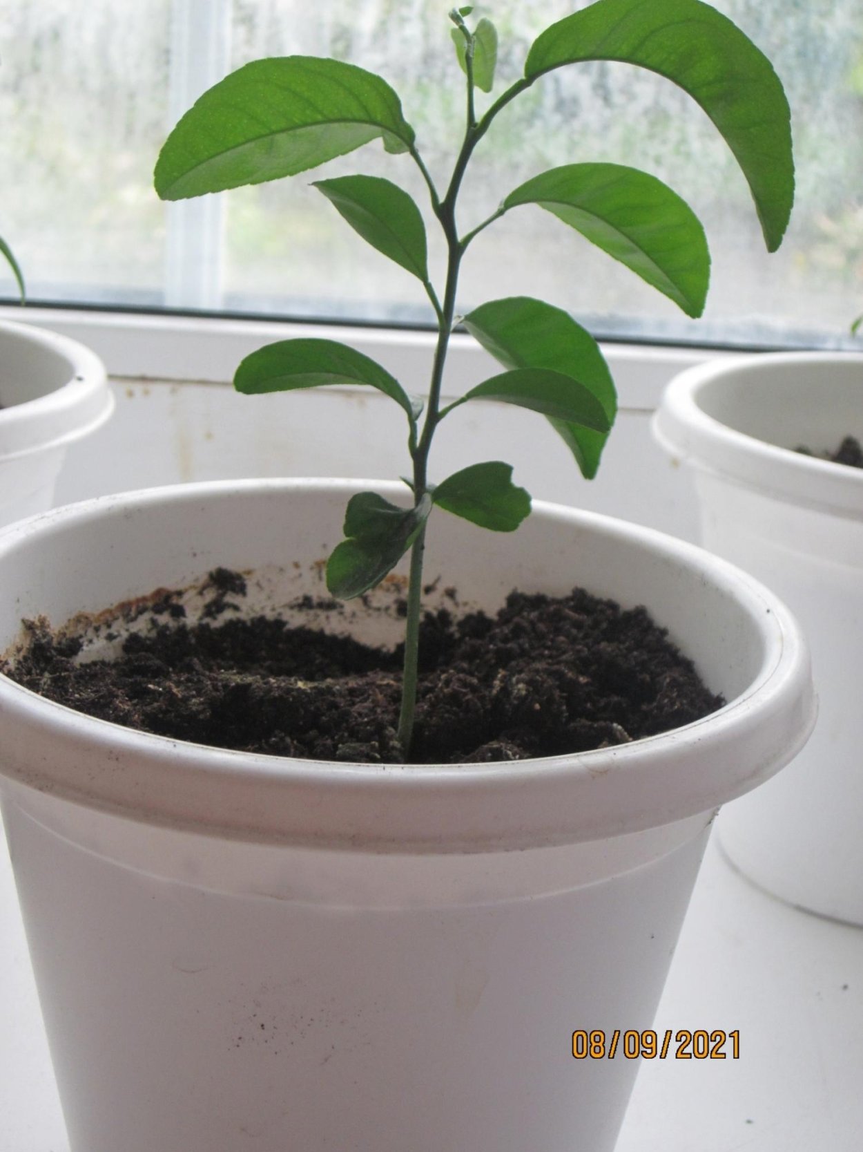 Росток апельсина из косточки