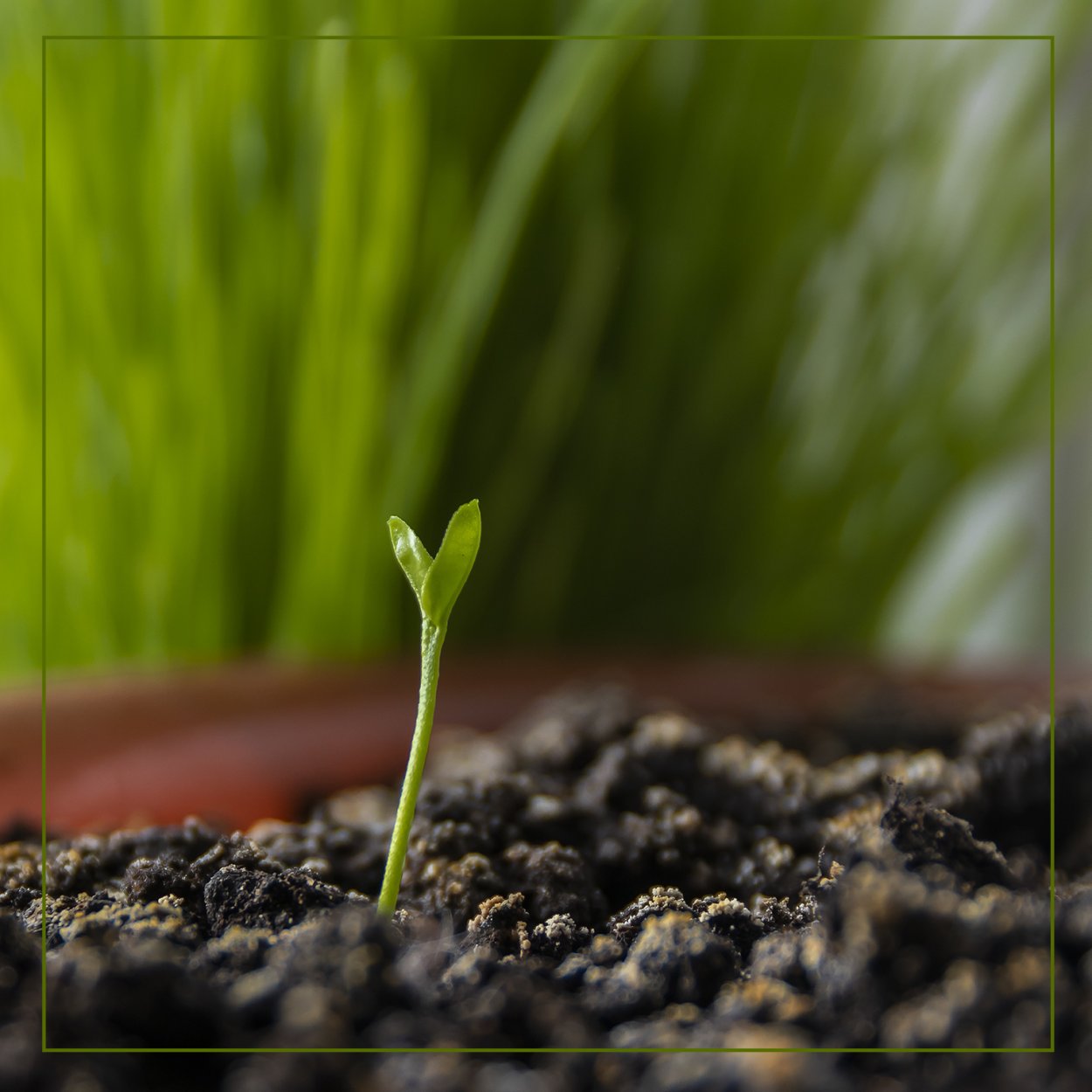 Росток плодоносный Иосиф Росток