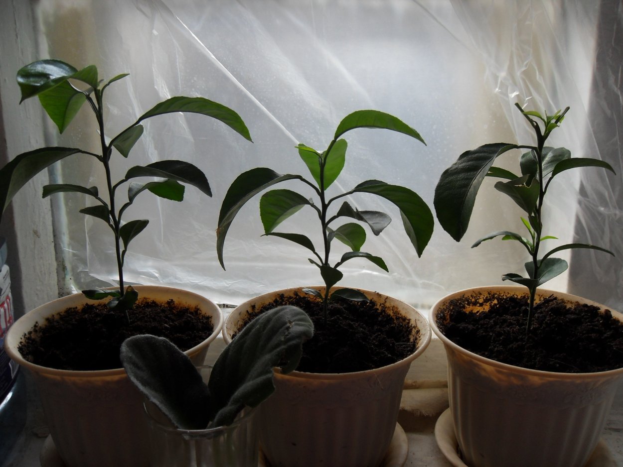 Росток лимона дома